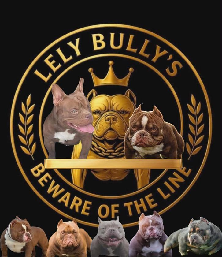 bully pups 2 teefjes nog beschikbaar Panamera x Shelby️ 🥰❤️, Dieren en Toebehoren, Honden | Bulldogs, Pinschers en Molossers