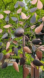 WINDMOLEN / BEUKENBLAD / TUINSTEKER / tuinbeeld / spinner, Huis en tuin decoratie Marie, Nieuw, Info@huisentuindecoratiemarie.nl