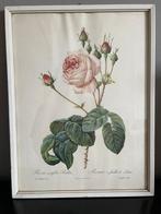 Ingelijste Redoute roze roos, Antiek en Kunst, Ophalen of Verzenden