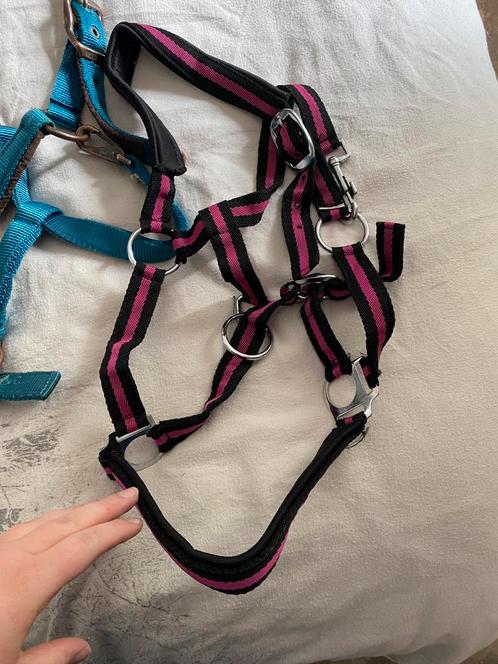 Halsters maat Cob, Dieren en Toebehoren, Paarden en Pony's | Hoofdstellen en Tuigage, Nieuw, Overige soorten, Ophalen of Verzenden