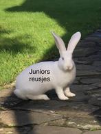 Duitse reus Wit Blauw-oog ram, Dieren en Toebehoren, Konijnen, Mannelijk, Groot