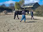 Paarden training en instructie | horsemanship, Diensten en Vakmensen, Dieren | Paarden | Verzorging, Oppas en Les, Paardrijles of Ponykampen