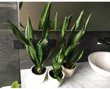 Leuke bloempotten diverse voor bio kamerplanten beschikbaar voor biedingen