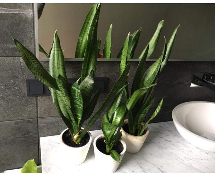 Leuke bloempotten diverse voor bio kamerplanten, Tuin en Terras, Bloempotten, Zo goed als nieuw, Terracotta, Binnen, Overige vormen