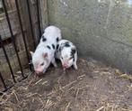 mini gottinger varkens nog 2 zeugjes geen UBN wonen  belgie, Dieren en Toebehoren, Vrouwelijk, Varken, 0 tot 2 jaar