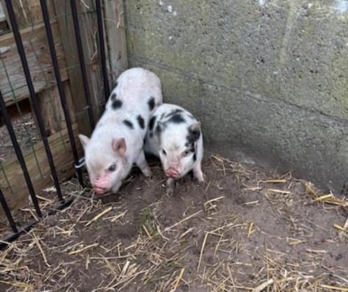 mini gottinger varkens nog 2 zeugjes geen UBN wonen  belgie, Dieren en Toebehoren, Schapen, Geiten en Varkens, Varken, Vrouwelijk