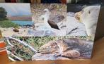 Galapagos eilanden,  canvas en cap. Robben en sula's, Huis en Inrichting, Woonaccessoires | Schilderijen, Tekeningen en Foto's