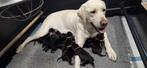 Jeeej puppies, Dieren en Toebehoren, Honden | Retrievers, Spaniëls en Waterhonden, 8 tot 15 weken, Labrador retriever, Meerdere