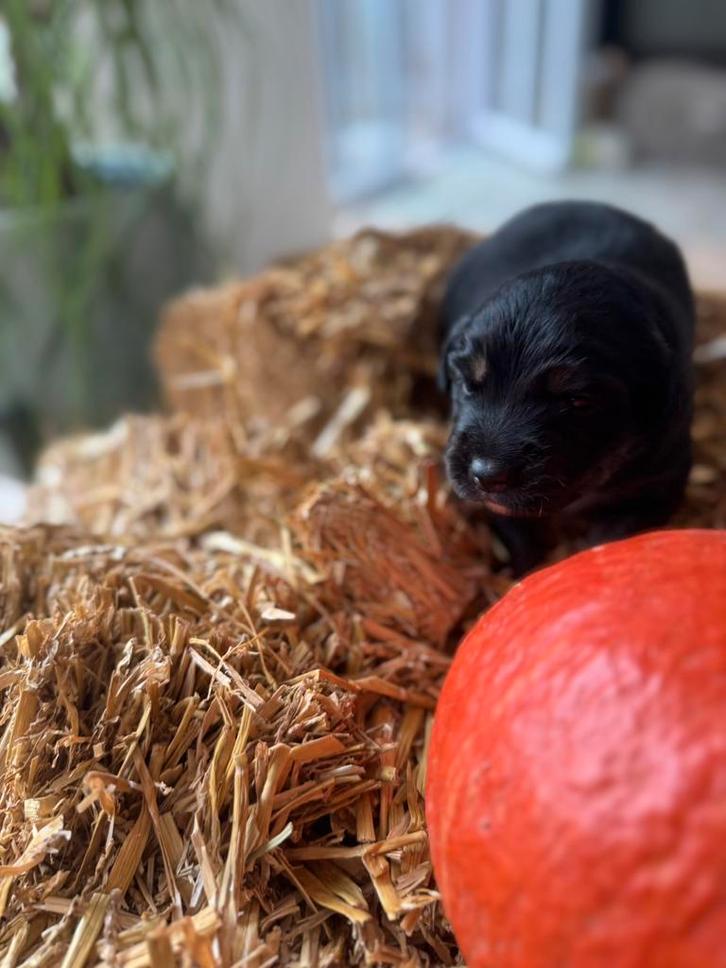 Golden Aussie Puppy, Dieren en Toebehoren, Honden | Retrievers, Spaniëls en Waterhonden, Teef, Golden retriever, Particulier, Meerdere