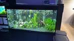 Aquarium Juwel 350L, Ophalen, Zo goed als nieuw, Gevuld zoetwateraquarium
