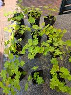 Geranium "Biokovo", Tuin en Terras, Planten | Tuinplanten, Ophalen, Bodembedekkers, Volle zon, Vaste plant