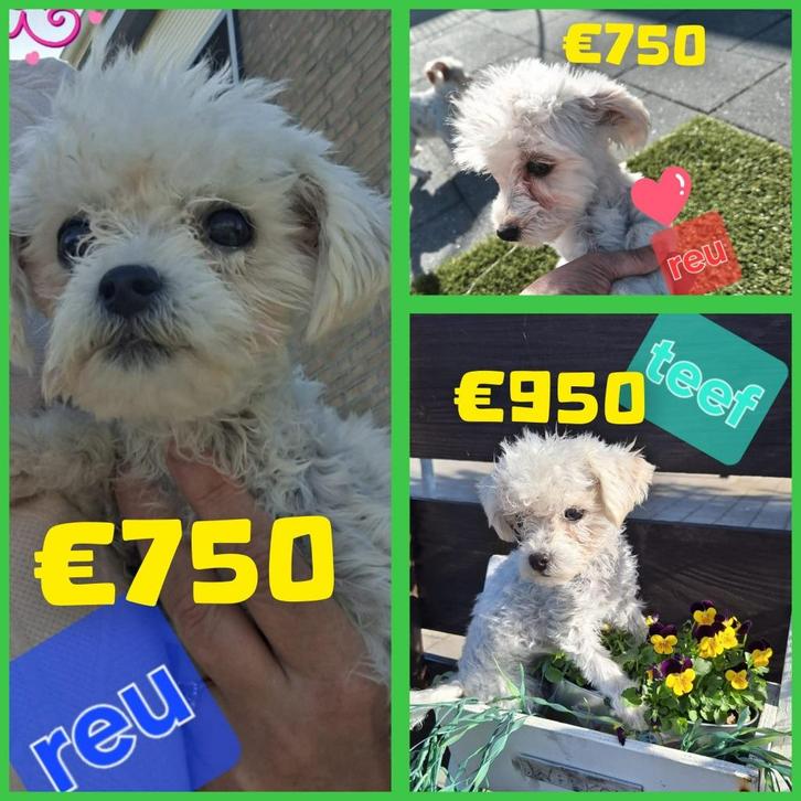 MALTIPOO 🩵🩵🩷Wit/Klein/Lief, Dieren en Toebehoren, Honden | Chihuahua's en Gezelschapshonden, Meerdere dieren, Overige rassen