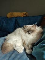 Ragdoll zoekt rustig thuis, Poes, Gechipt