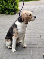 MONA, ZACHTAARDIG, FLUFFY TEEFJE, BEAGLE/POEDEL LEES VERHAAL, Dieren en Toebehoren, Honden | Niet-rashonden, 6 jaar of ouder, CDV (hondenziekte)
