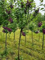 Seringen struiken en op stam, Ophalen, Overige soorten