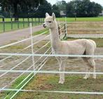 Alpaca (dek)hengst met appaloosa gen en stamboom, Dieren en Toebehoren, Overige Dieren, Mannelijk, Voor 1 juli 2024