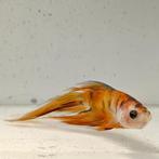 Betta splendens man 50, Vis