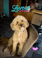 Labradoodle pups(Wala doodle), Dieren en Toebehoren, Honden | Niet-rashonden, 8 tot 15 weken, Meerdere, Meerdere dieren, Middel