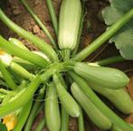 Kleine courgette  (mini) plantjes voor moestuin of balkon, Ophalen of Verzenden, Groenteplanten, Eenjarig, Volle zon