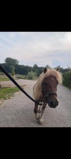 VERZORGER MINISHET GEZOCHT, Dieren en Toebehoren, Paarden en Pony's | Overige Paardenspullen, Ophalen of Verzenden
