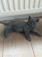 Prachtige Britse korthaar kittens te koop!, Dieren en Toebehoren, Meerdere dieren, Ontwormd, 0 tot 2 jaar