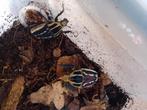 Mecynorhina torquata ugandensis, Dieren en Toebehoren, Insecten en Spinnen