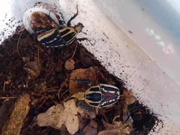Mecynorhina torquata ugandensis  beschikbaar voor biedingen