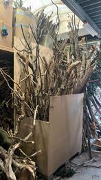 Haardhout, Tuin en Terras, Ophalen, Halfschaduw, Overige soorten, 100 tot 250 cm