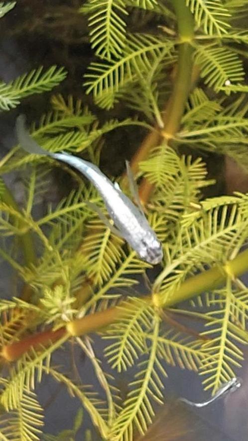 Outherglow Japanse rijstvis, Medaka, mini-koi., Dieren en Toebehoren, Vissen | Vijvervissen, Overige soorten