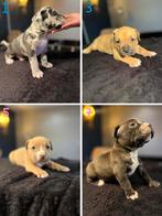 American bully XL pups nog 4 beschikbaar, Parvo, Overige rassen, 8 tot 15 weken, Meerdere