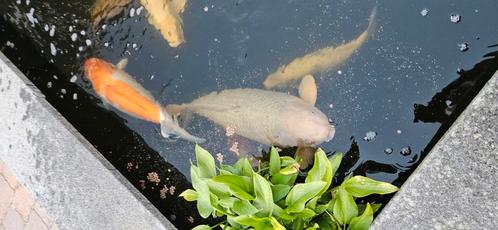 Complete vijver, Dieren en Toebehoren, Vissen | Vijvervissen, Karper of Koi