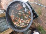 Kois te koop, Dieren en Toebehoren, Karper of Koi