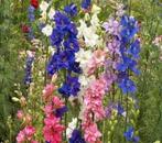 Ridderspoor - Delphinium consolida - 'mixed', Ophalen of Verzenden, Voorjaar, Volle zon, Zaad