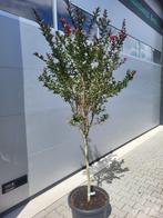 Lagerstroemia op stam, Tuin en Terras, Planten | Bomen, 100 tot 250 cm, Zomer, Ophalen, Volle zon