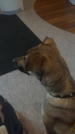 Laika zoekt een liefdevol thuis, Dieren en Toebehoren, 1 tot 2 jaar, Teef, Eén hond, Middel