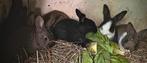 Jonge konijnen te koop, Dieren en Toebehoren, Konijnen, Meerdere dieren, Middelgroot, 0 tot 2 jaar