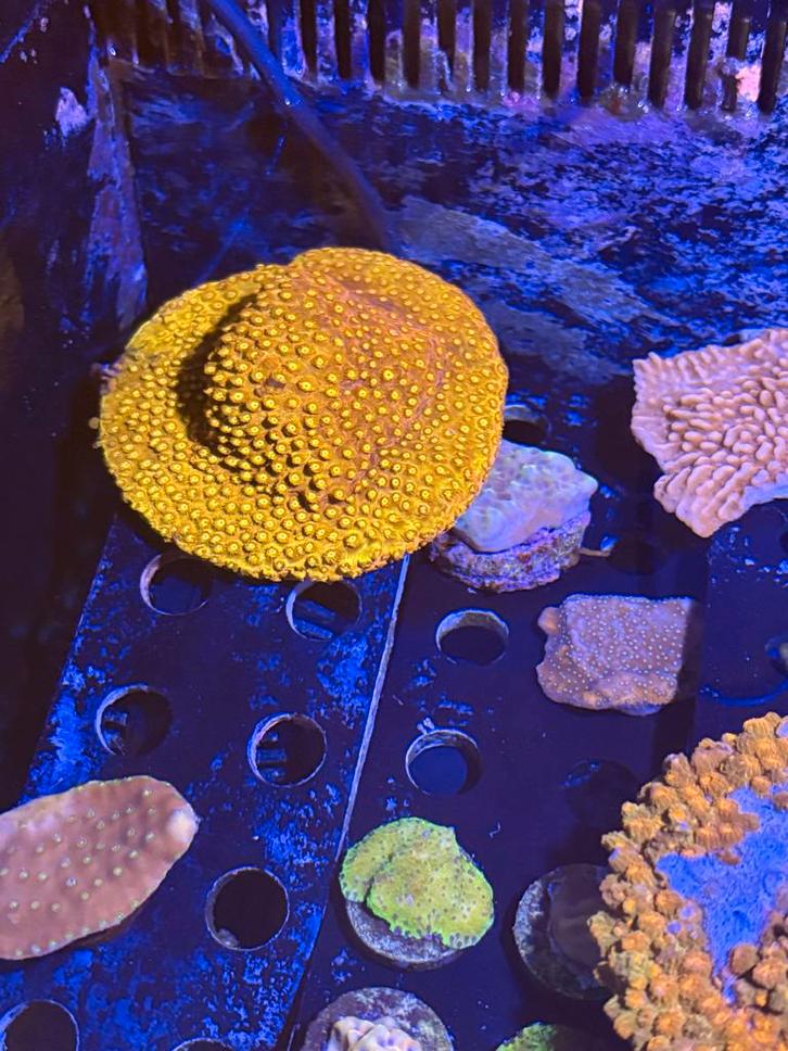 Cyphastrea, Dieren en Toebehoren, Vissen | Aquaria en Toebehoren, Ophalen