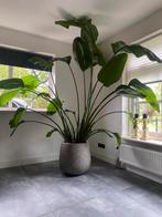 Mooie grote kamerplant hoogte vanaf bovenkant pot 200cm, Huis en Inrichting, Kamerplanten, Ophalen, 200 cm of meer, Overige soorten