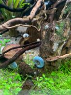 Posthoornslakken, aquarium slakken, Dieren en Toebehoren, Slak of Weekdier