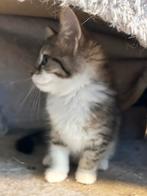 Maine Coon kittens, Meerdere dieren, Ingeënt, 0 tot 2 jaar