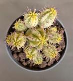 Euphorbia Aggregata Variegata p6,5