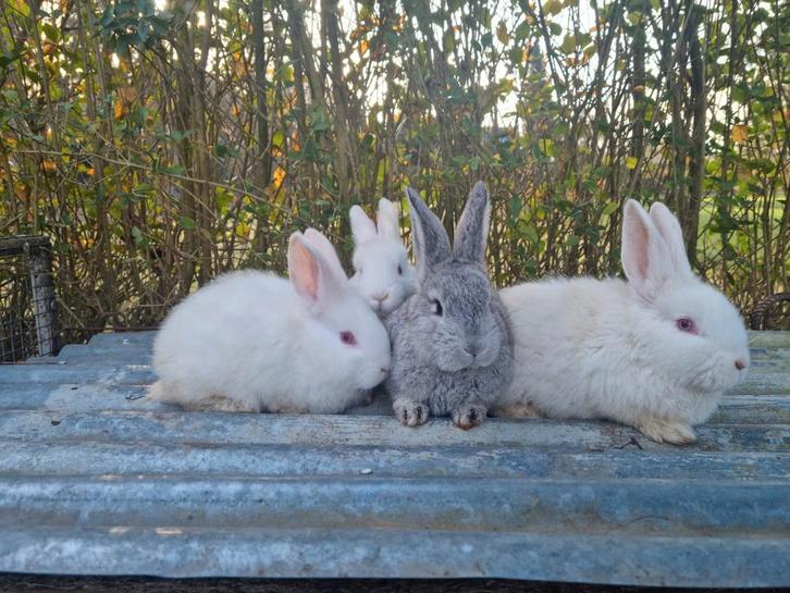 Schitterend nestje jonge Vlaamse reuzen reus 1 november 2025, Dieren en Toebehoren, Konijnen, Groot, Meerdere dieren, 0 tot 2 jaar