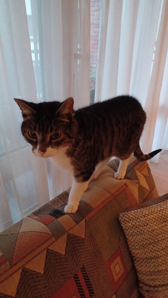 Kater zoekt nieuw baasje, Dieren en Toebehoren, Katten en Kittens | Raskatten | Korthaar, Kater, Gechipt, Ingeënt