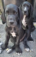MOGEN NU WEG😊 Duitse Dog puppy's Deense Doggen pups puppies, CDV (hondenziekte), 8 tot 15 weken, Meerdere, Nederland