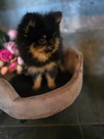 2 pomeriaan pups, Keeshond, CDV (hondenziekte), 8 tot 15 weken, Meerdere