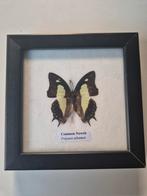 Vlinderlijst Taxidermie, Ophalen of Verzenden