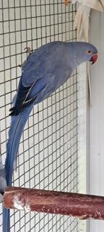 Violet kweek pop, Dieren en Toebehoren, Vogels | Parkieten en Papegaaien, Vrouwelijk, Parkiet