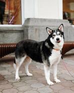 De charmante Mirra wacht op haar eigen mens, Dieren en Toebehoren, Honden | Niet-rashonden, Particulier, Buitenland, Teef, Eén hond