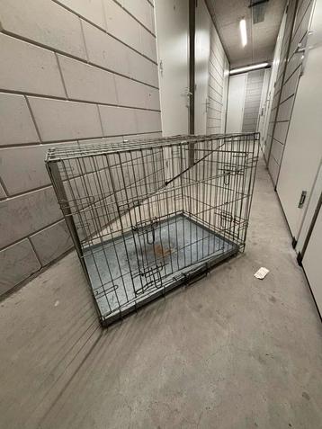 Bench hond, kat beschikbaar voor biedingen