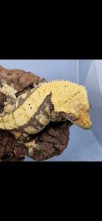 Extreme harlequin wimpergekko crested gecko kweekvrouw, Hagedis, 3 tot 6 jaar